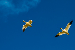 Snow Geese