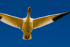 Lone Snow Goose