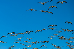 Flock of Snow Geese