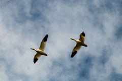 Snow Geese